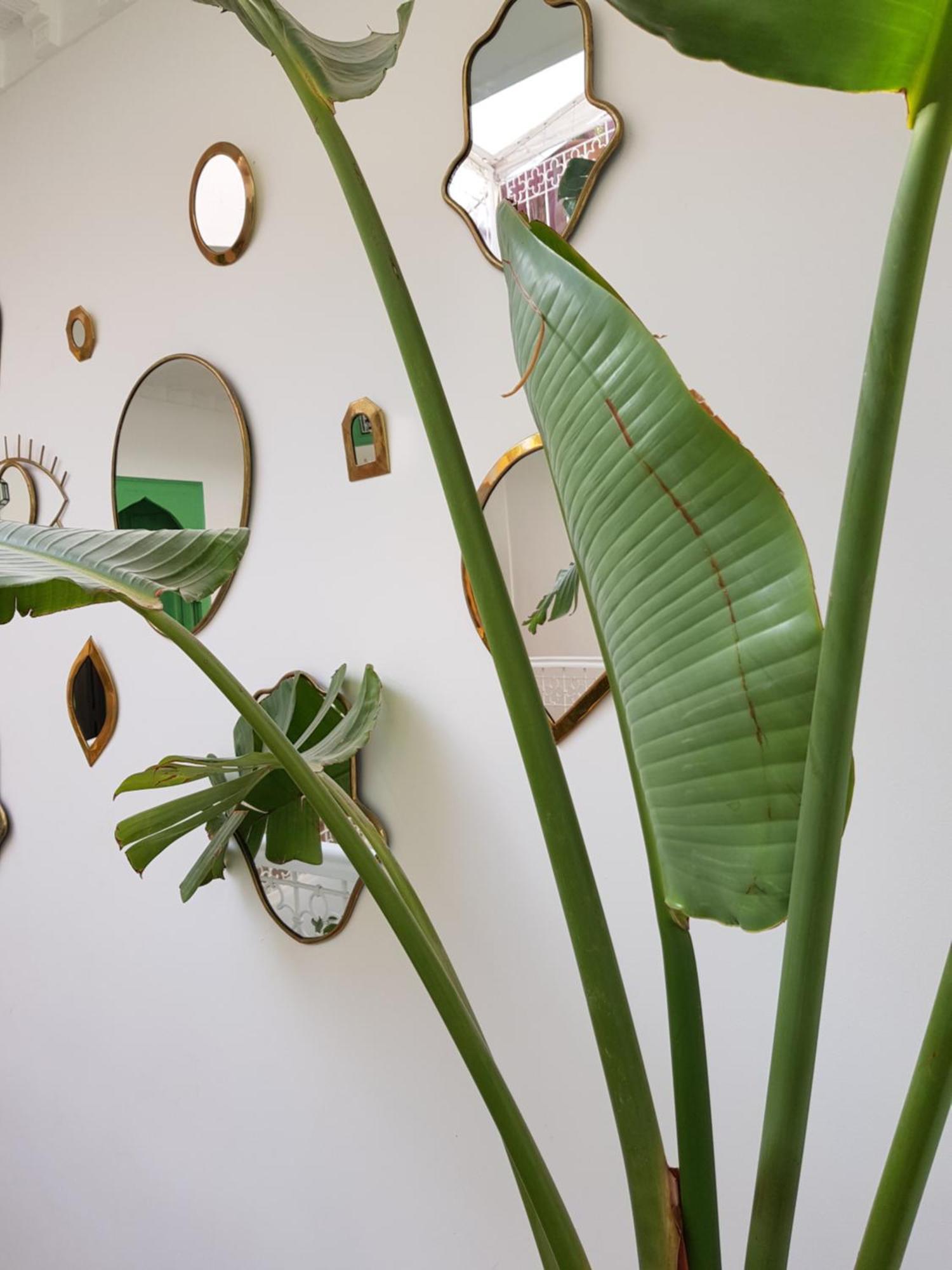 Riad Le Limoun And Spa マラケシュ エクステリア 写真